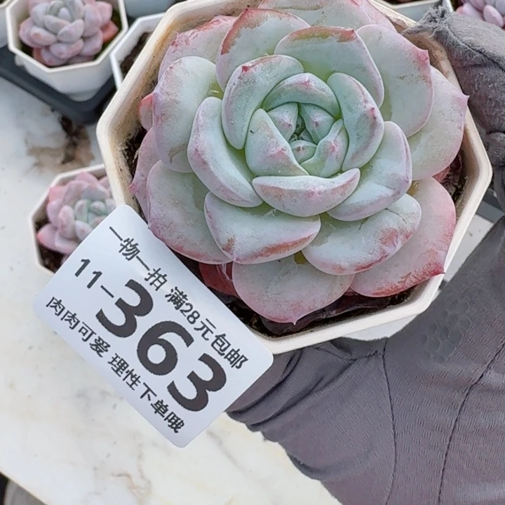 奶芙无盆土发货无盆土无