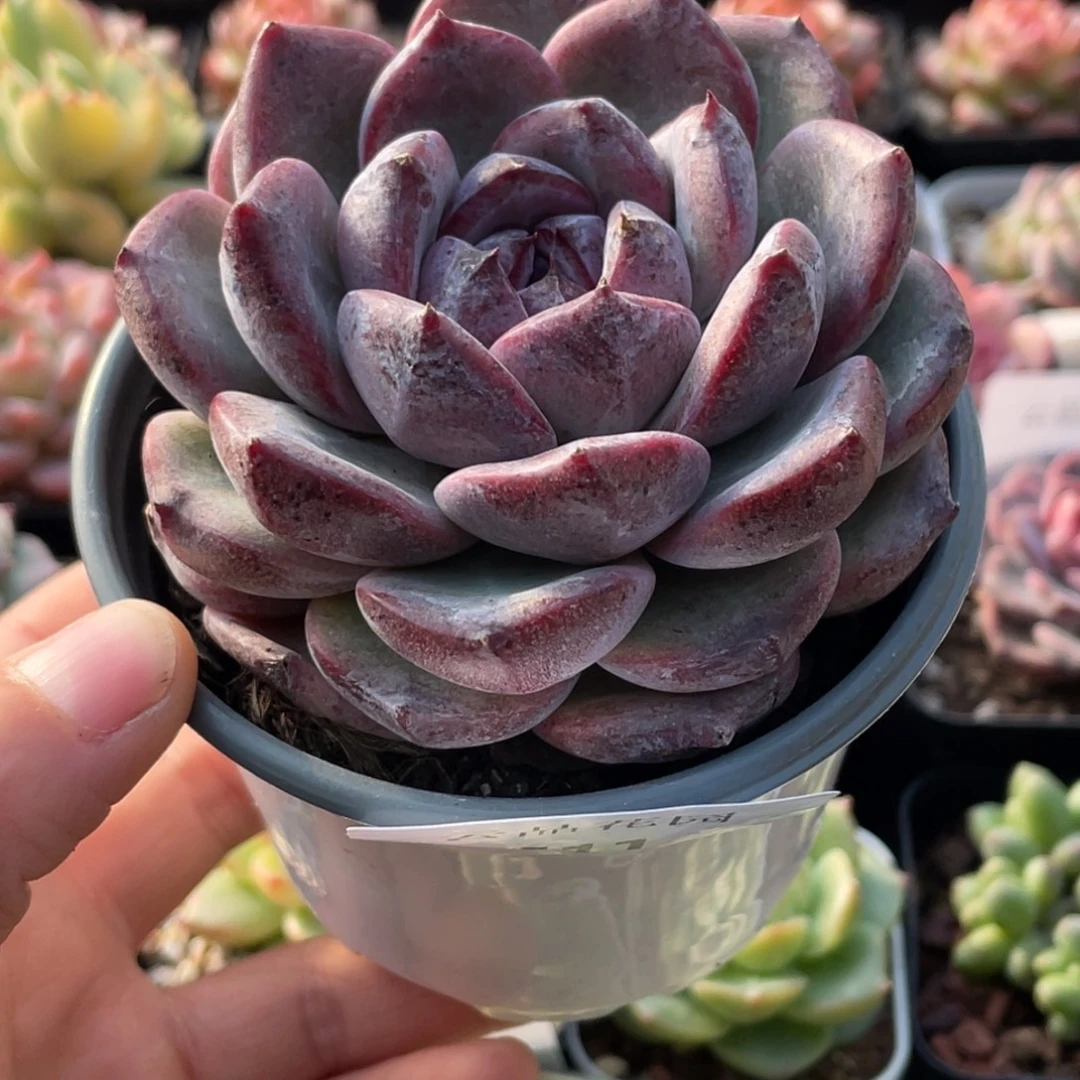 511号糖心冰心珍妮