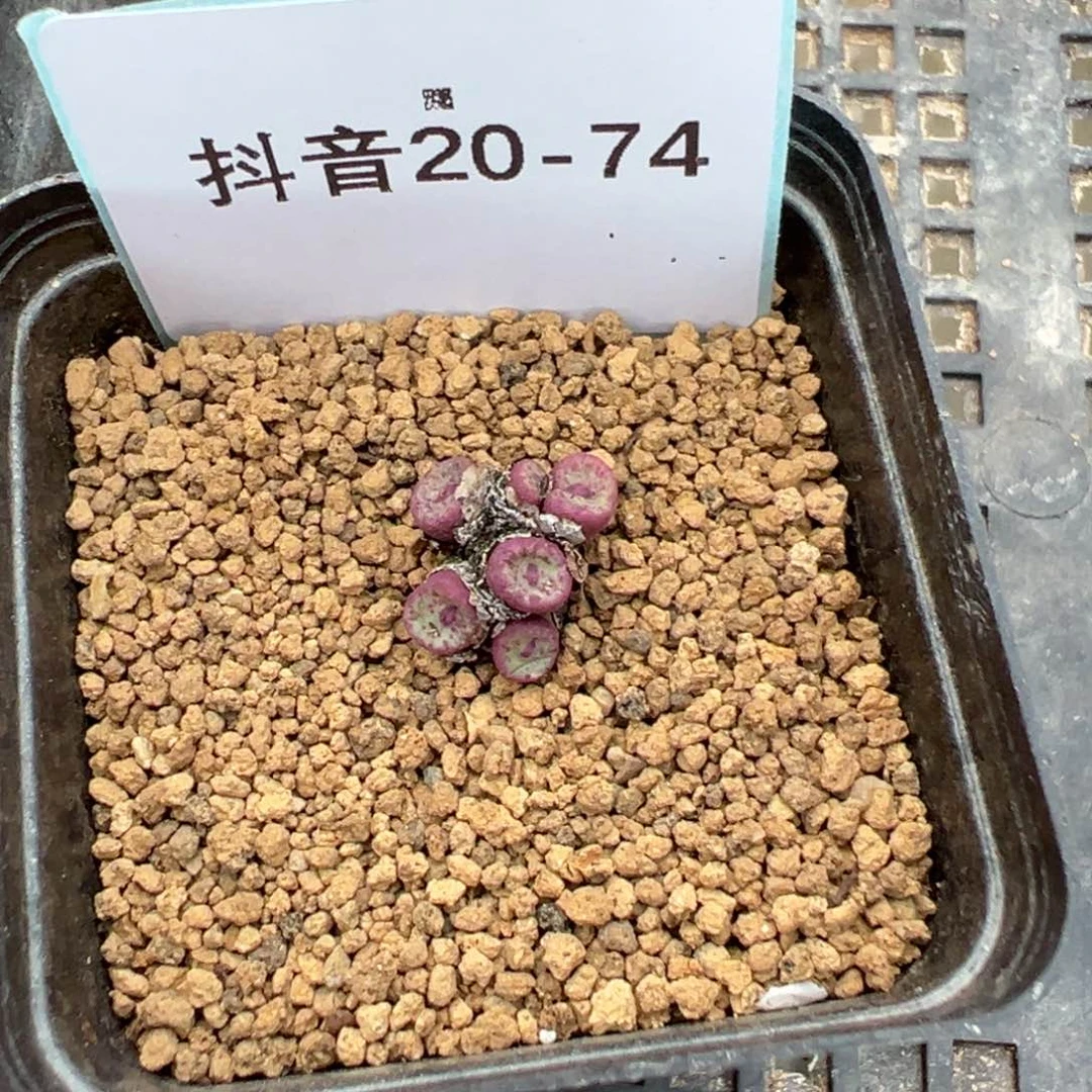 20-74肉锥多肉植物，