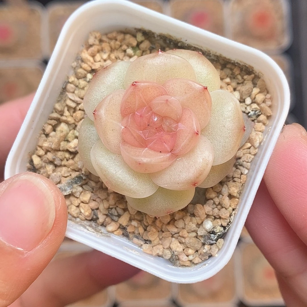 响当当啊哈好想笑了