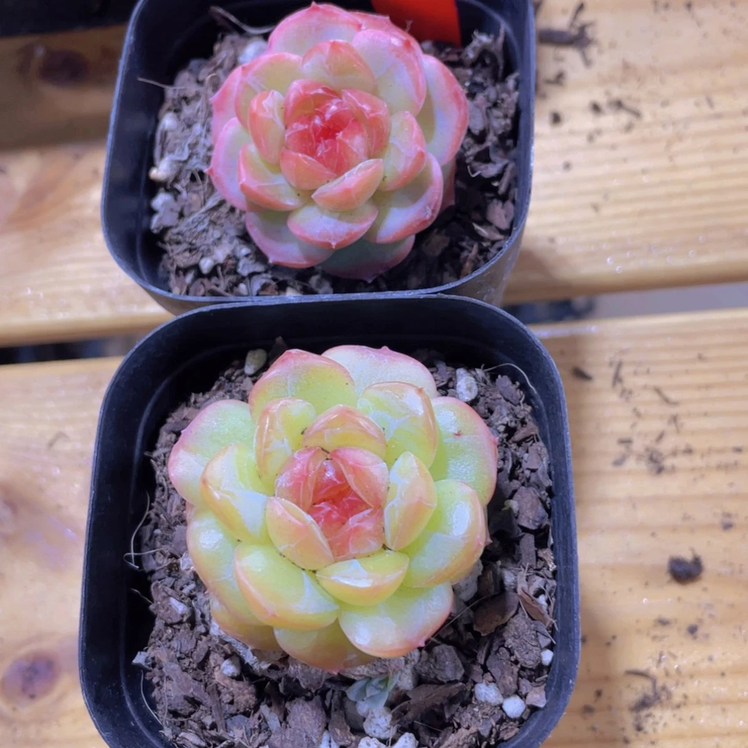66号 全状态糖心琴心两颗