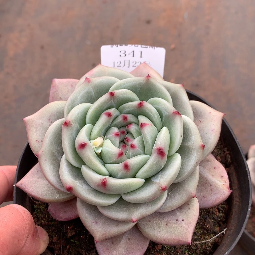 【闪购商品】云341号香槟玫瑰10厘米