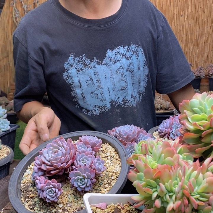 向***学581号海棠花多肉植物