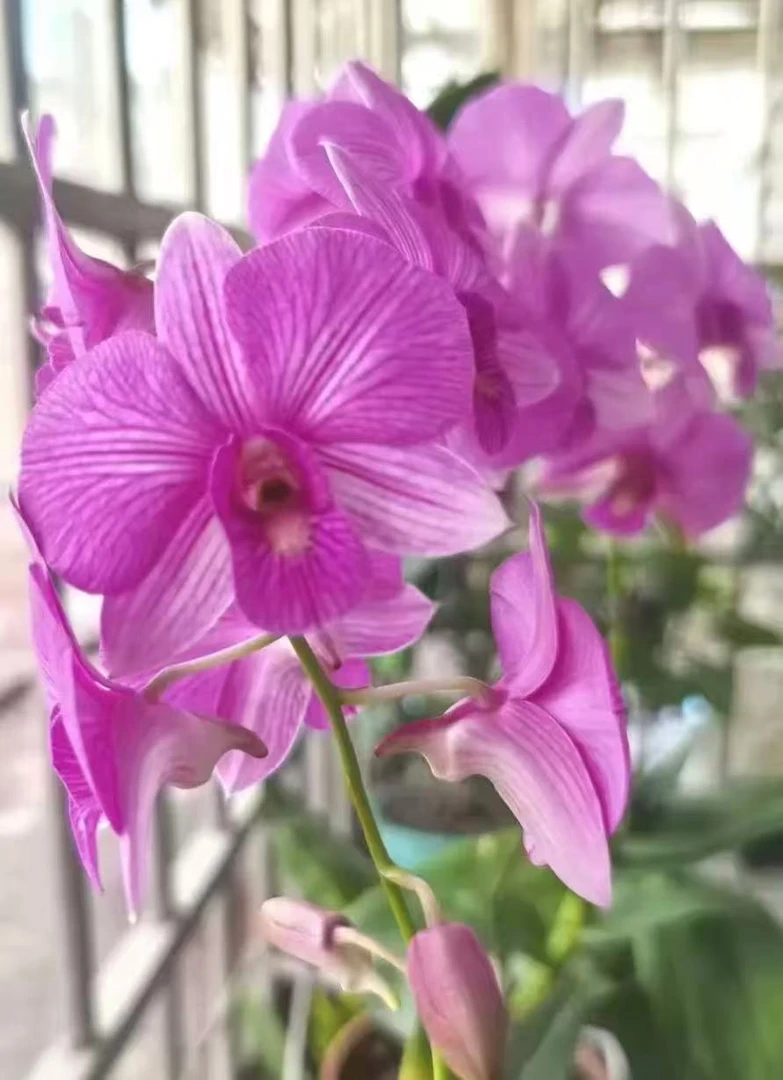 粉蝶石斛兰秋石斛带花带花苞发货