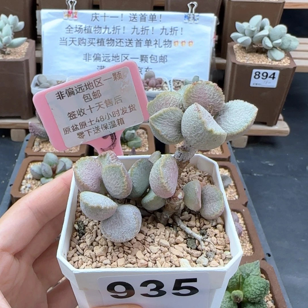 935圣姬多肉植物