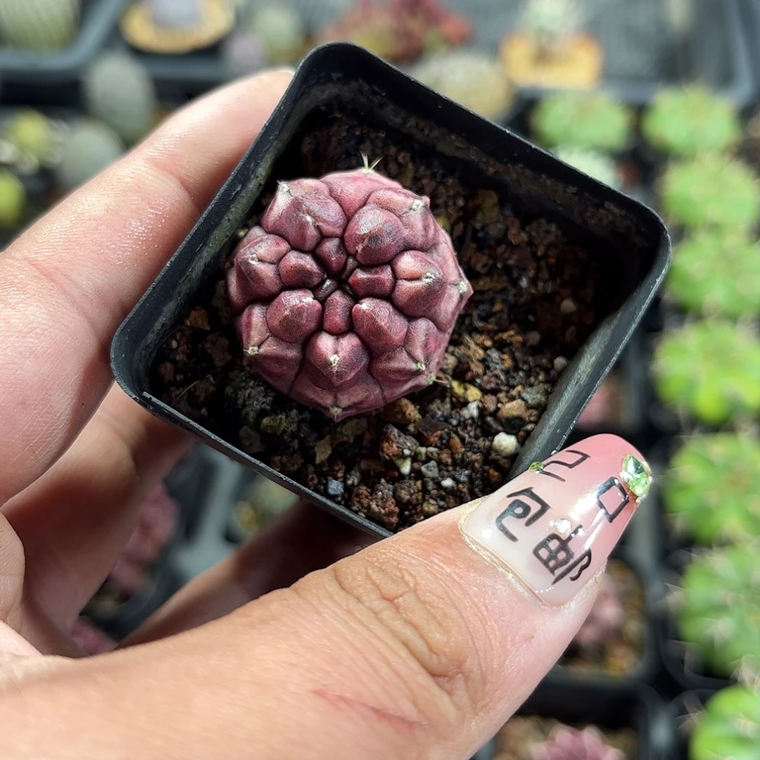 梦想单头发货单头发