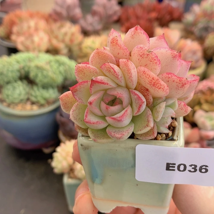 一物一拍含盆土满38包邮E036