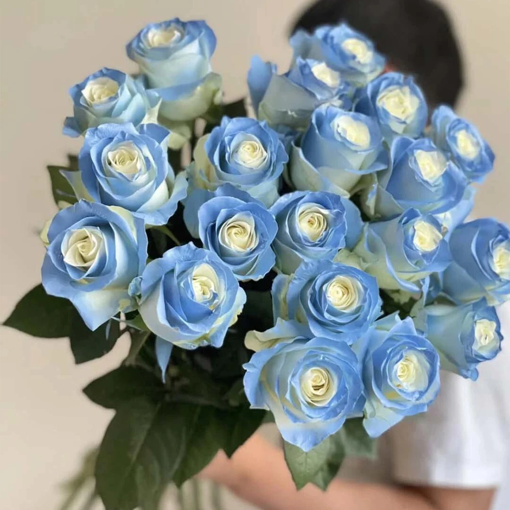 「次日达·碎冰蓝」玫瑰生活家居鲜花切花全场任意满两单包邮云南鲜花基地直发直播