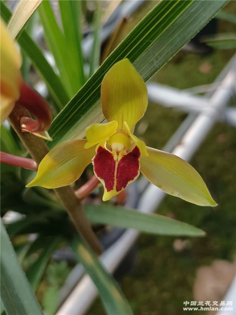 惠兰（相思）裸根发货