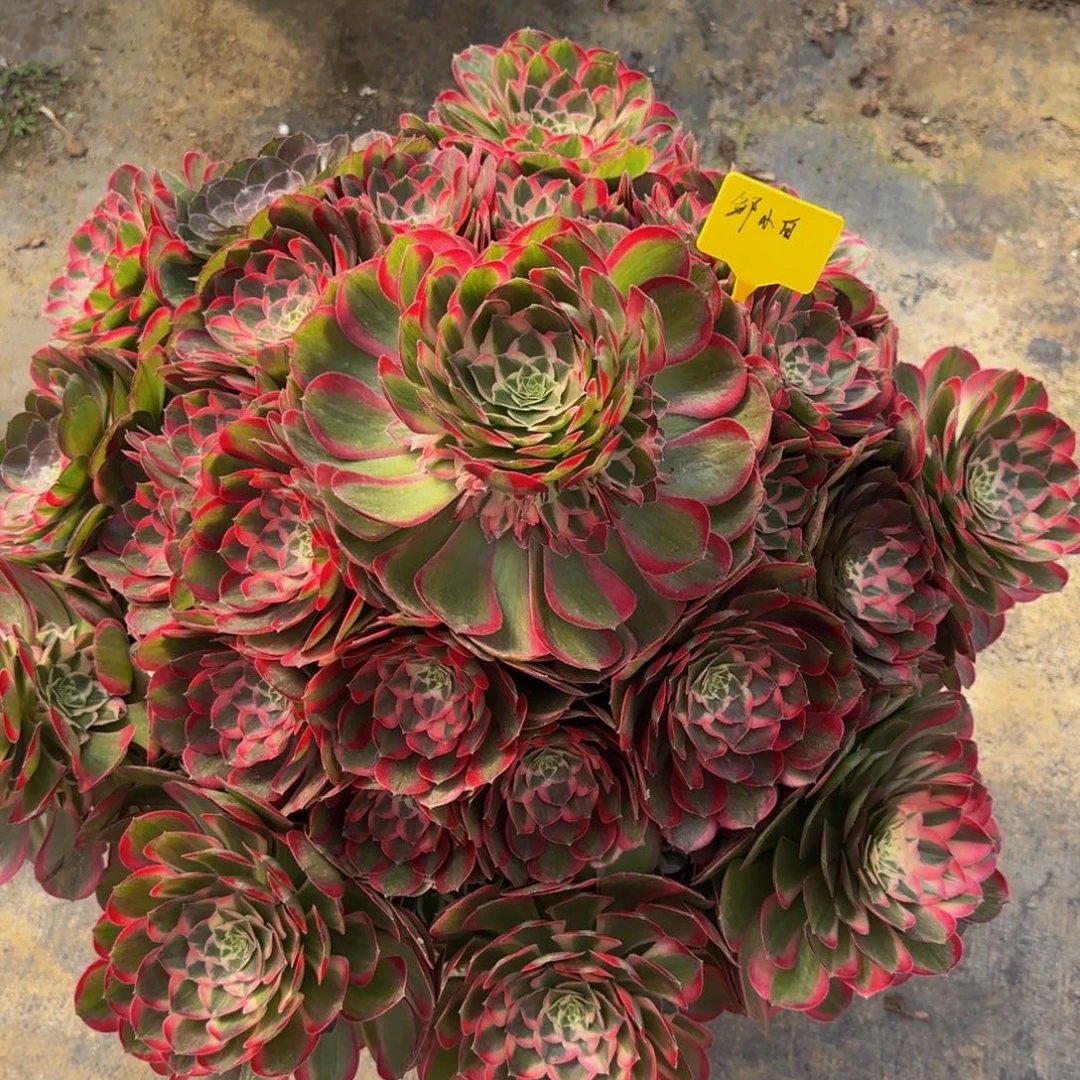 邹***白孔雀翎888888888888