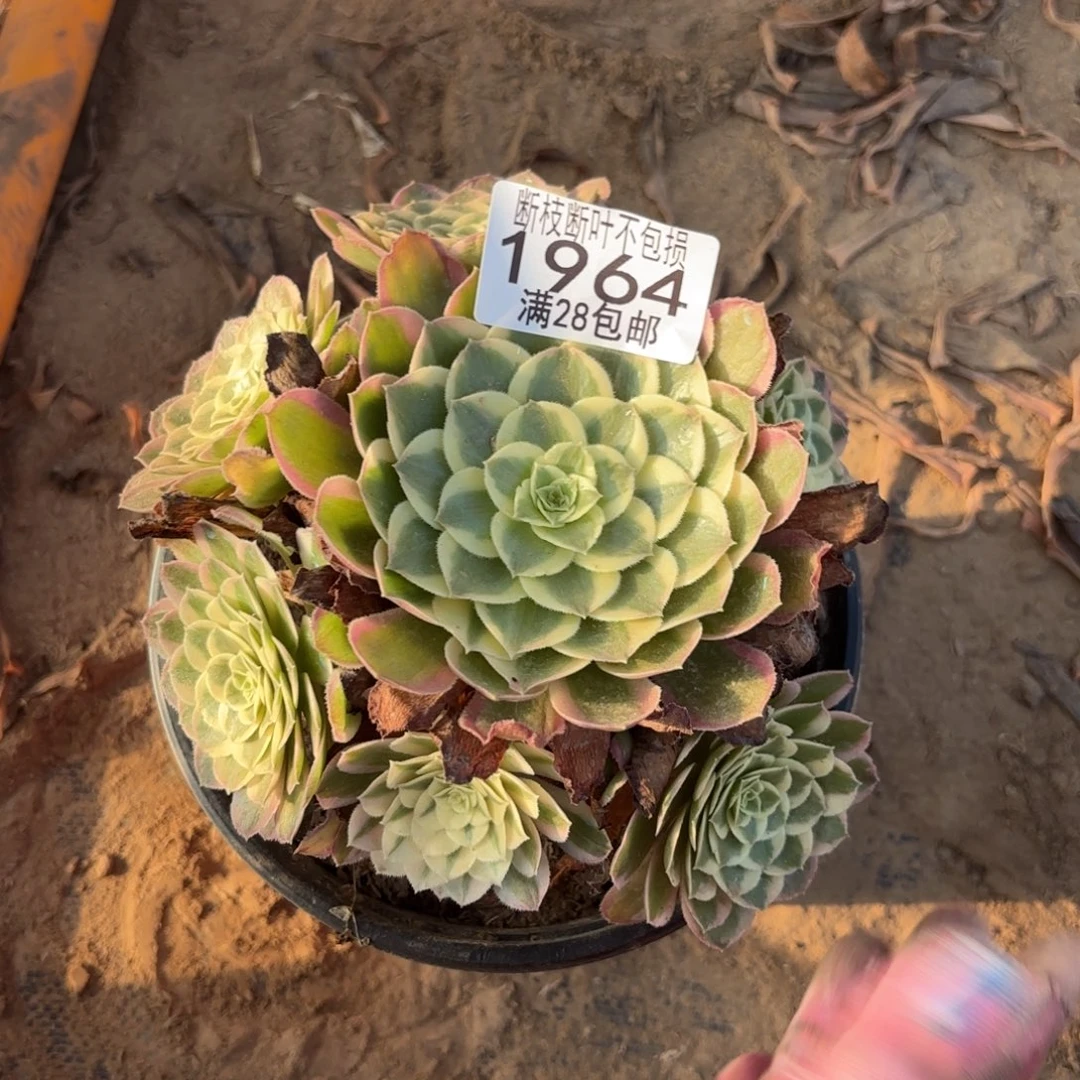 R. 1964孔雀翎多肉1223