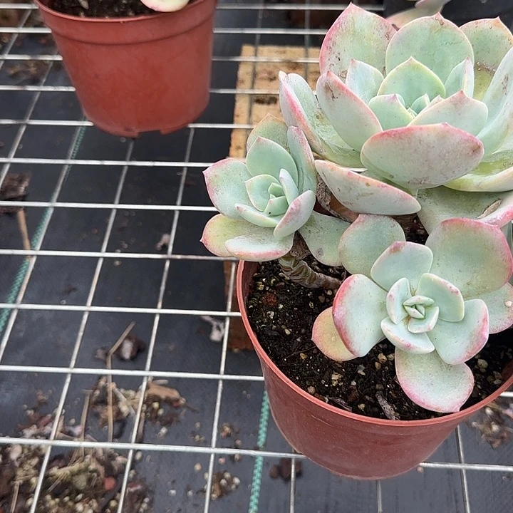 ?***好962血凤脱土发货不退不换