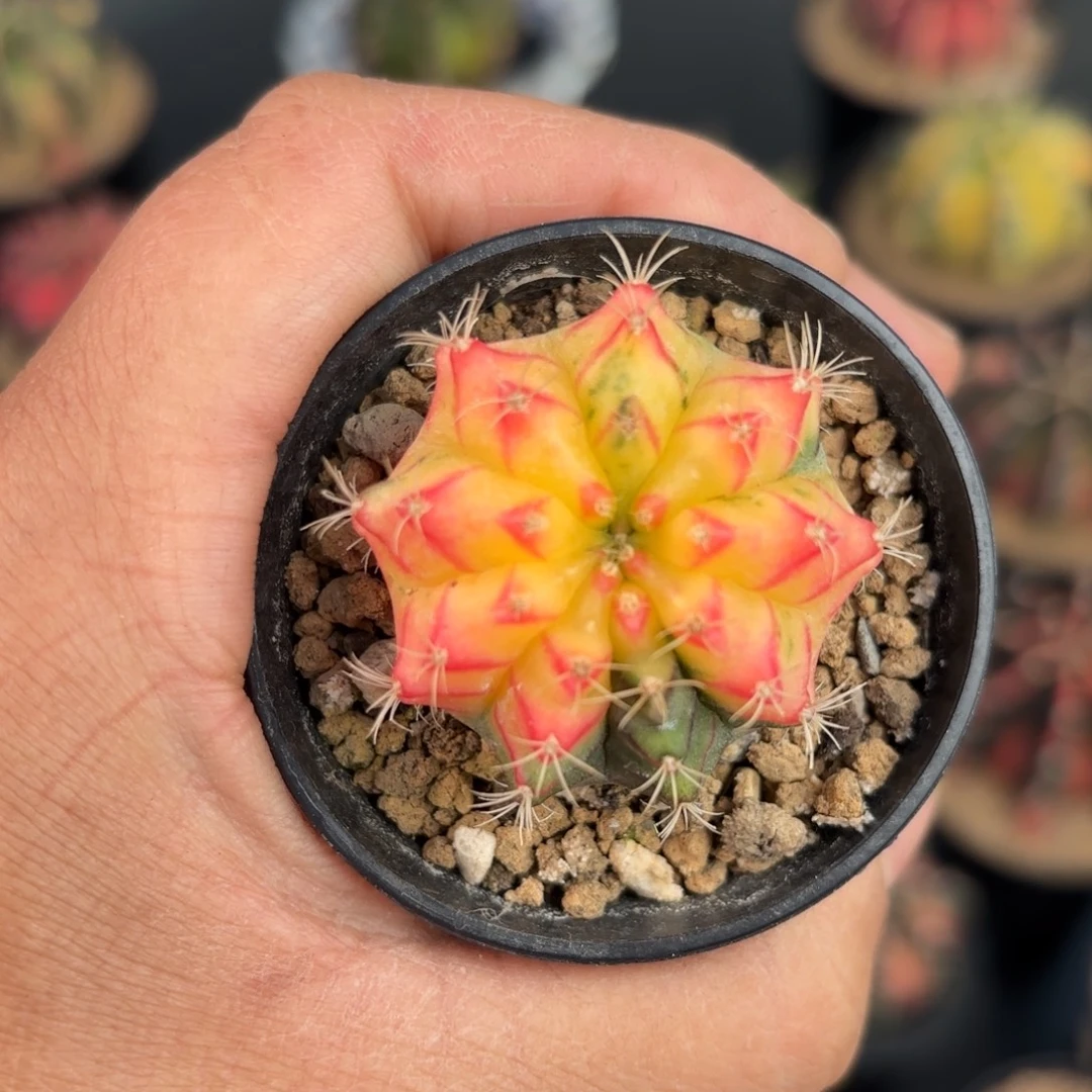 泰系米哈实生仙人球1号