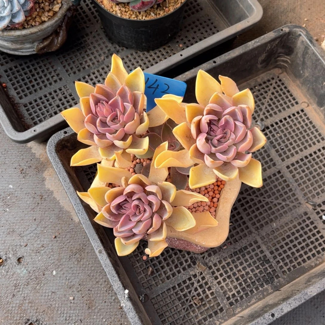 凉*142紫气得来多肉