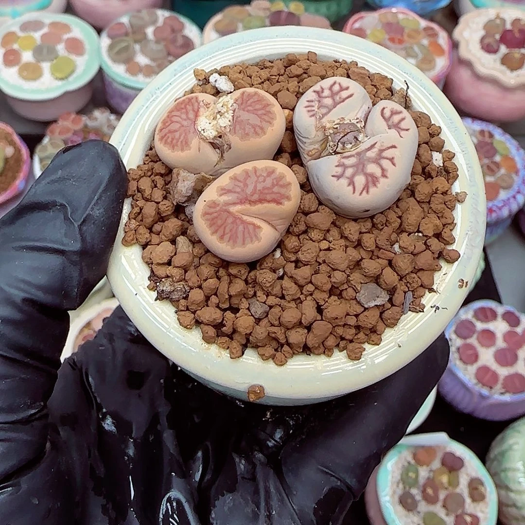 生石花满18包邮0104-64