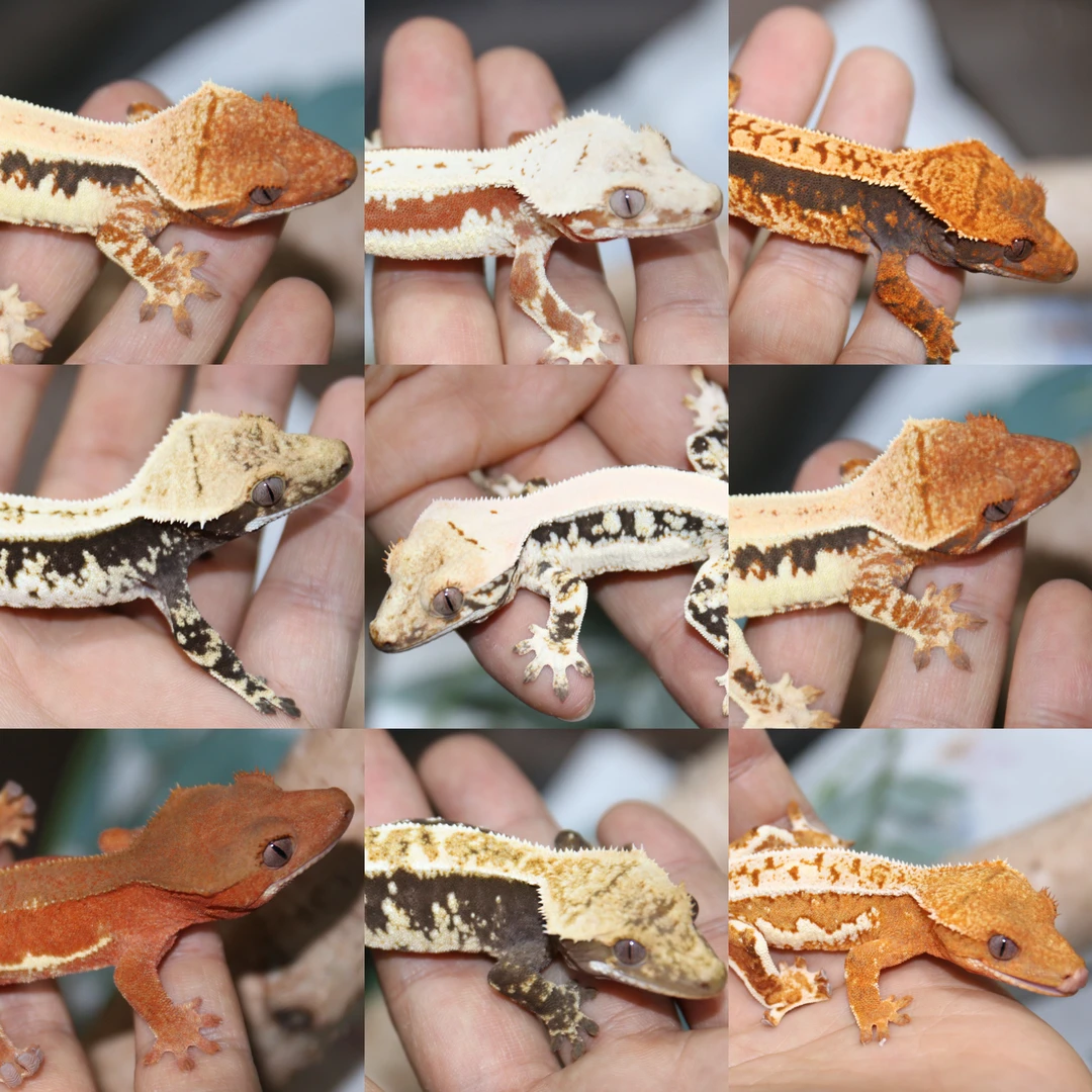 【卡子哥】睫角守宫宠物活体爬宠新手入门蜥蜴莉莉白黑底奶油小丑