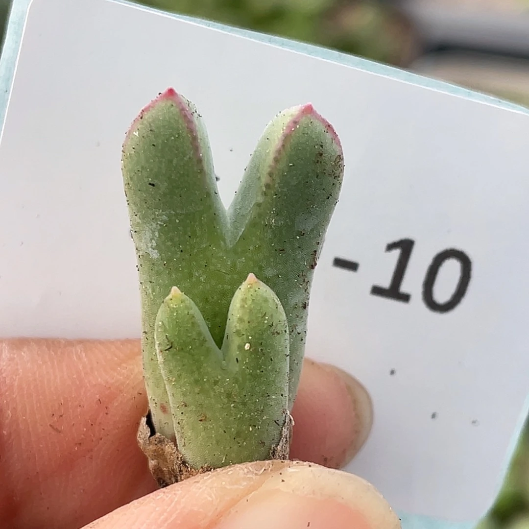 30-10猪蹄多肉植物