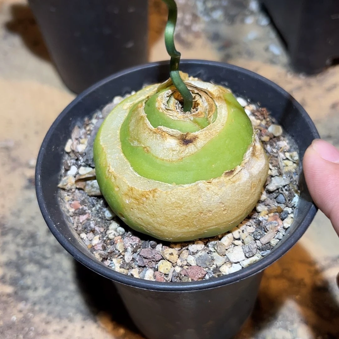 实生大苍角殿一物一拍