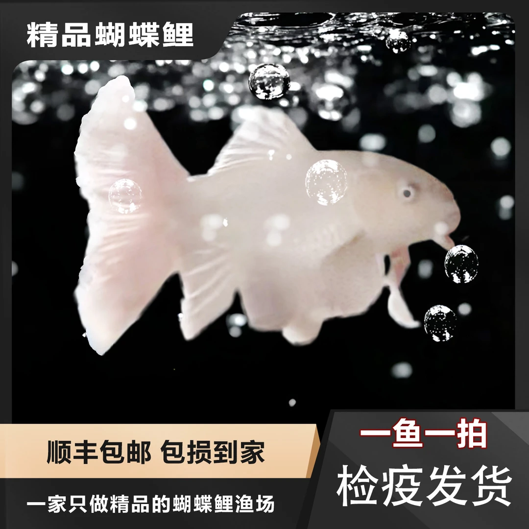 【精品蝴蝶鲤】熊猫花红观赏鱼墨蝶大鳍大尾台湾贵妃普身普短蝴蝶鲤