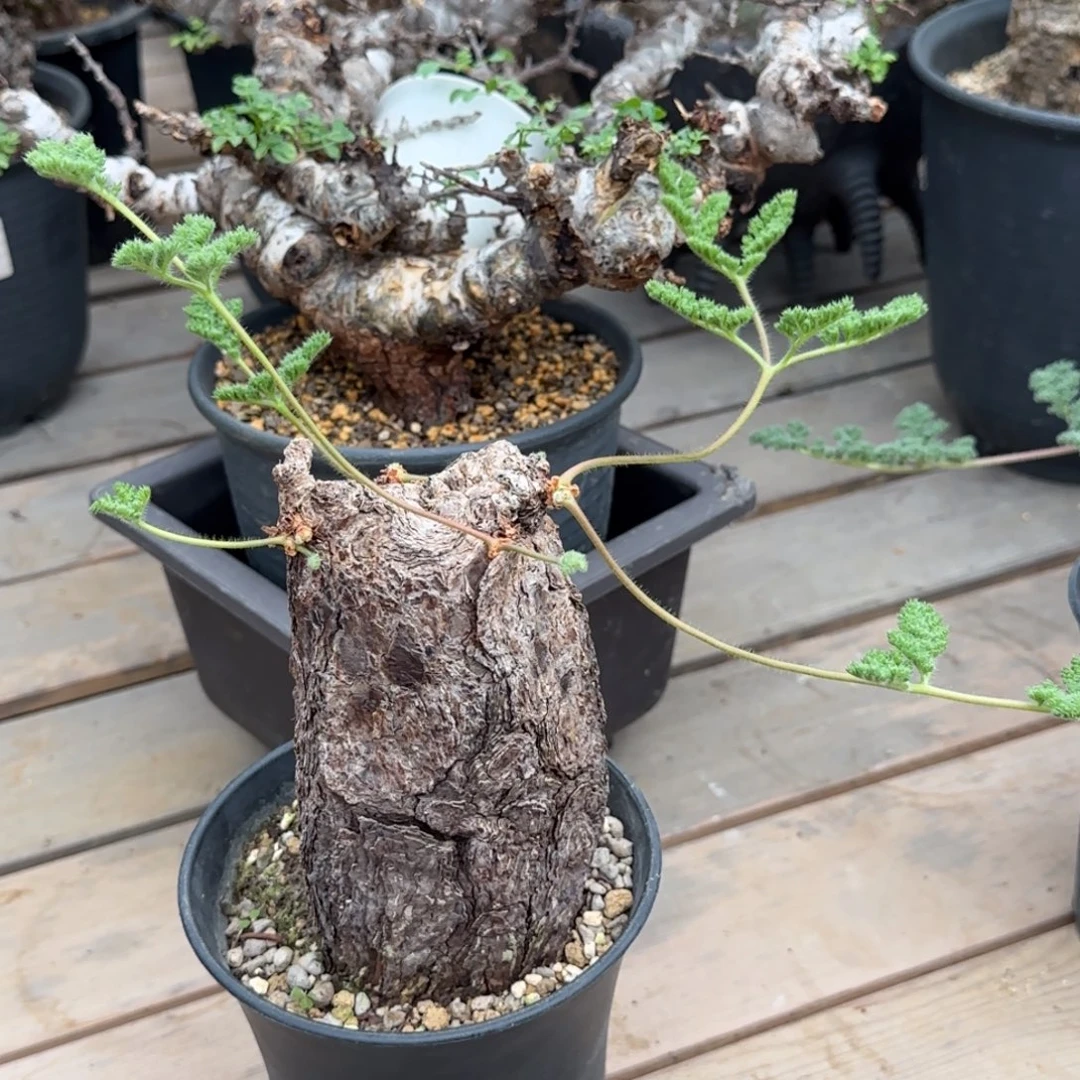 枯木洋葵块根植物