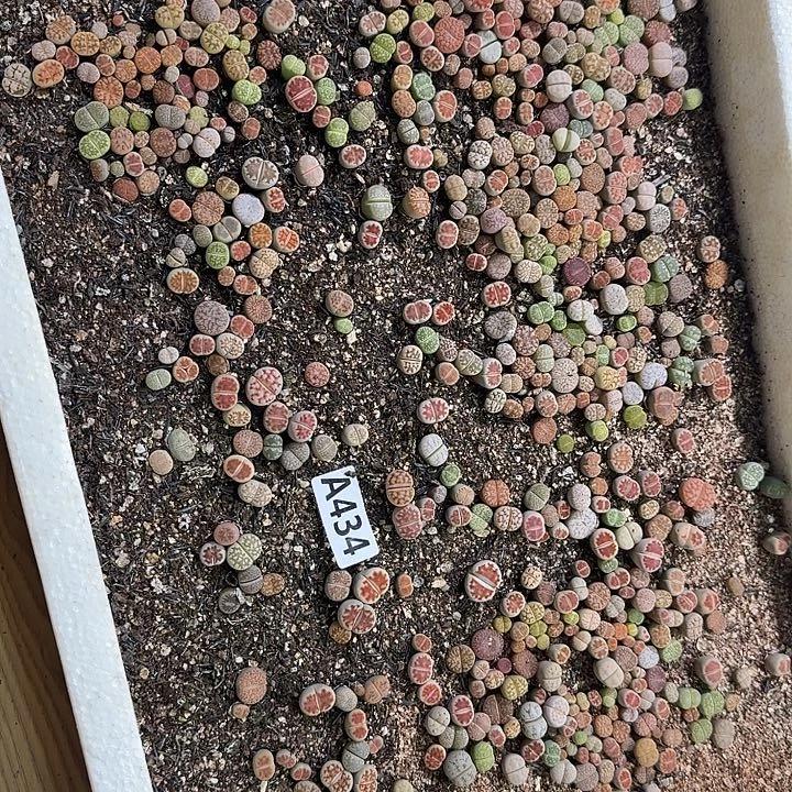 生434石花整筐脱土发货