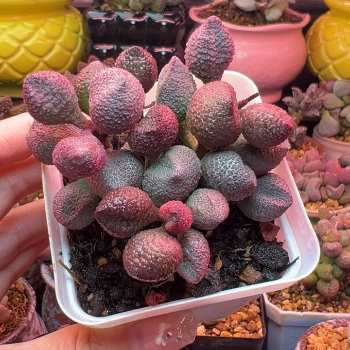 娜***子吉祥如意是什么。