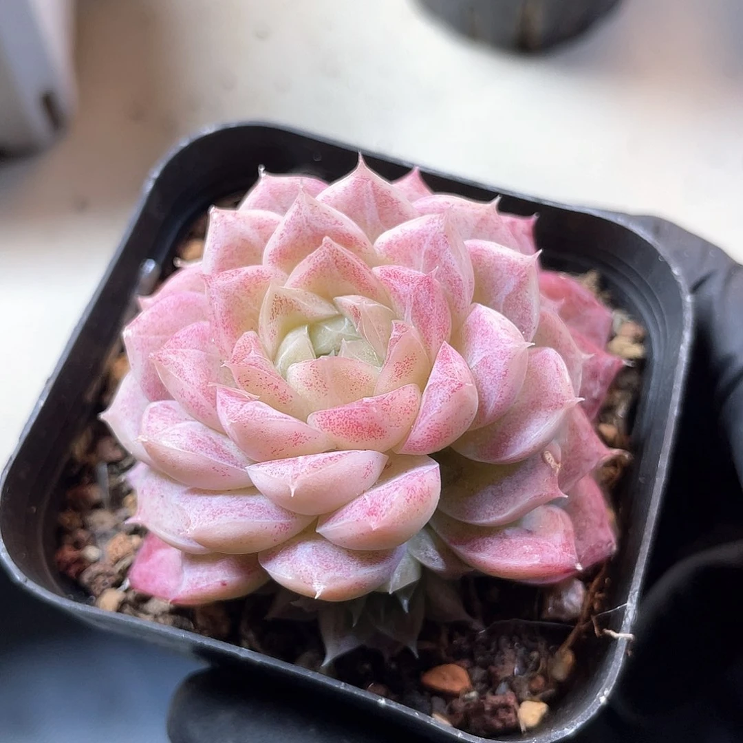 优选女王福利521