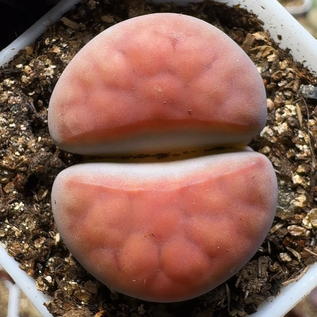 ****岚生石花1111111。  281