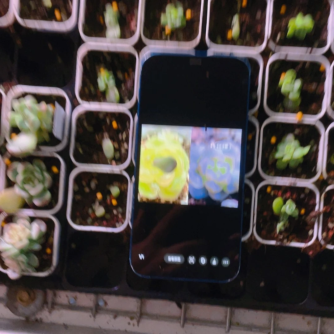 今禾甜心叶子一片一个满25包邮