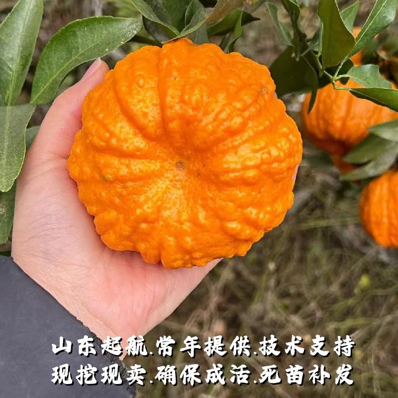 嫁接南瓜柑树苗盆栽地栽灯笼柑橘苗蜜橘柑桔橘子树果苗南北方种植