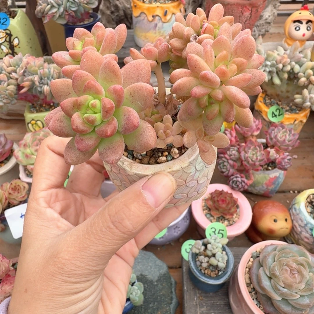 香格里拉 多肉含盆土 一物一拍