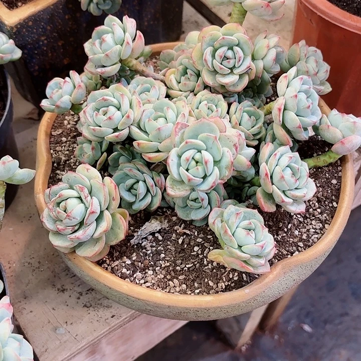 香草中号多肉精品盆栽