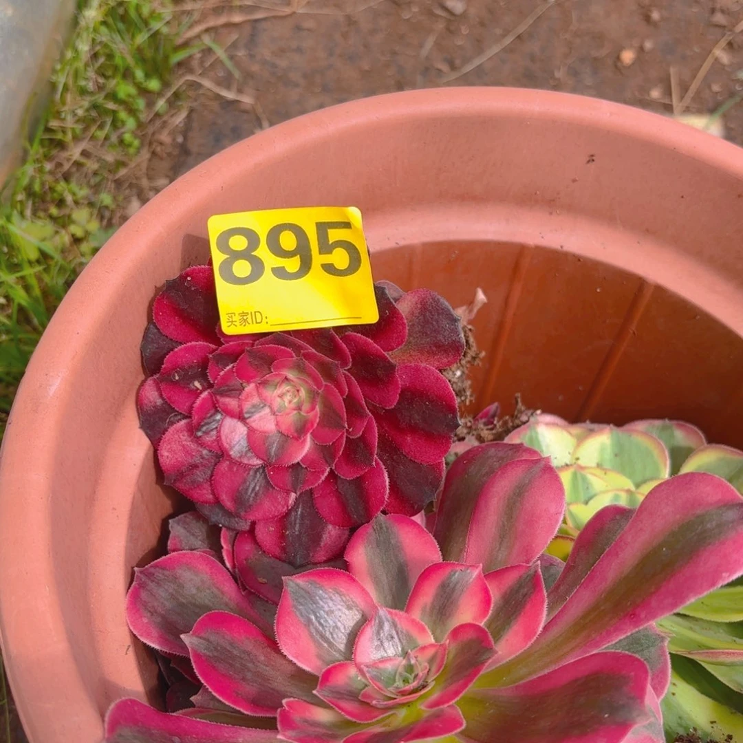 花***誉895 1234567 荔枝