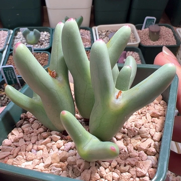 A452。优选超好看圆耳皮卡丘。