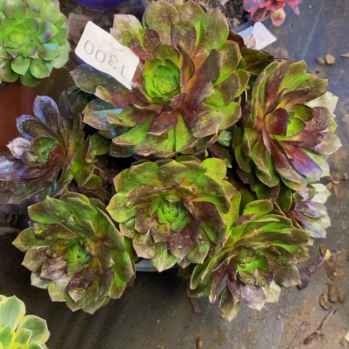 黑膜多肉断头不包1300