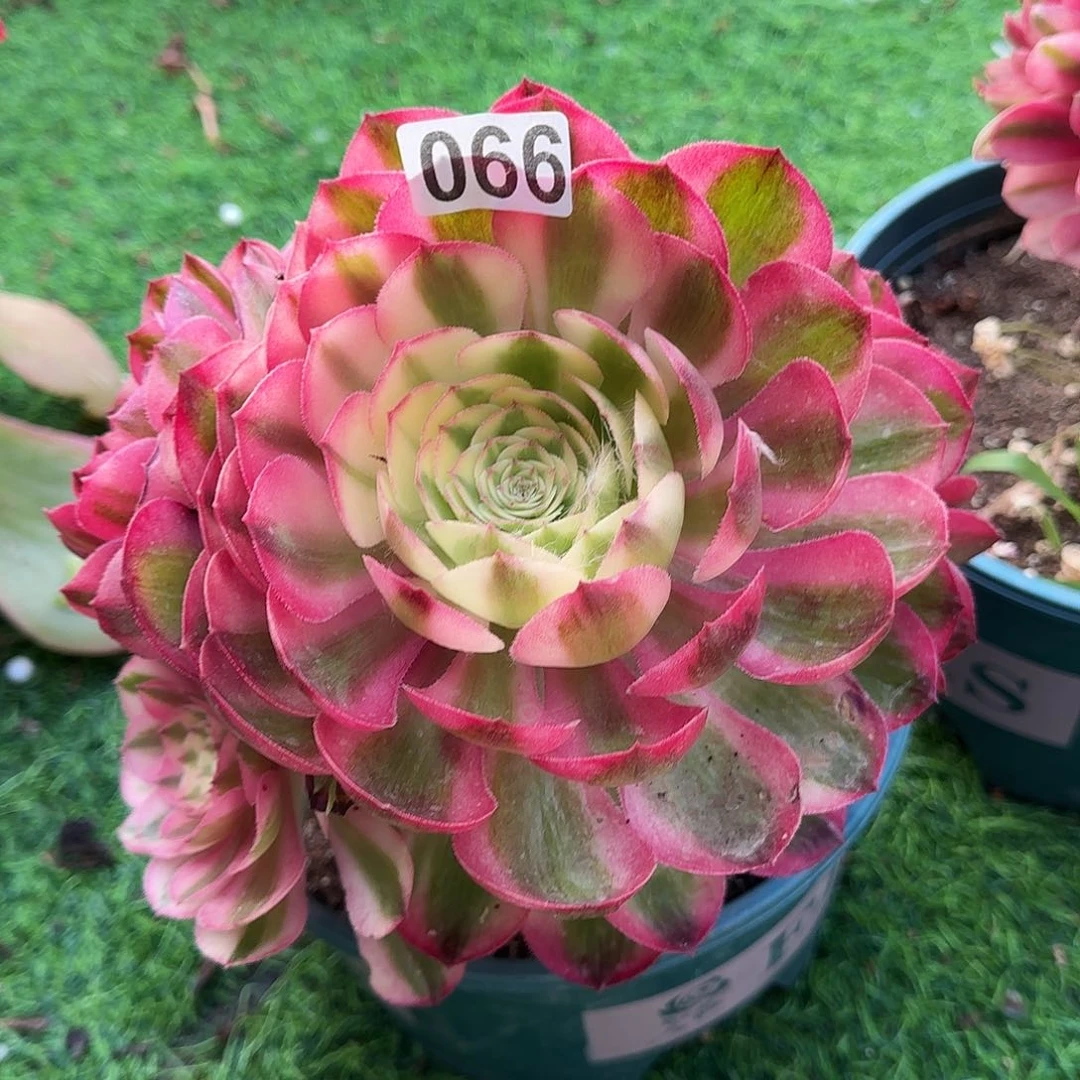 多肉植物荔枝带架木066