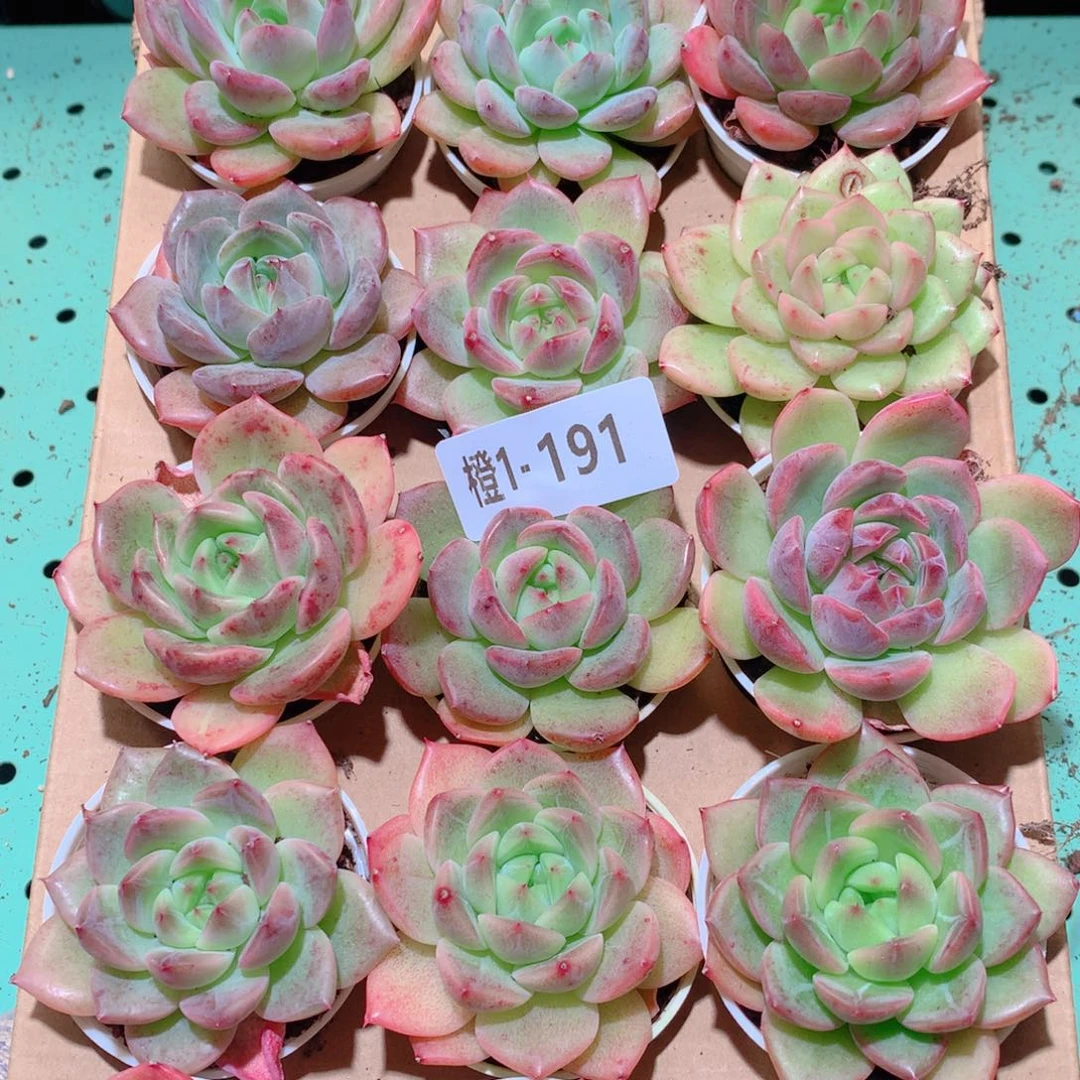 1-191一物一拍多肉带盆18颗