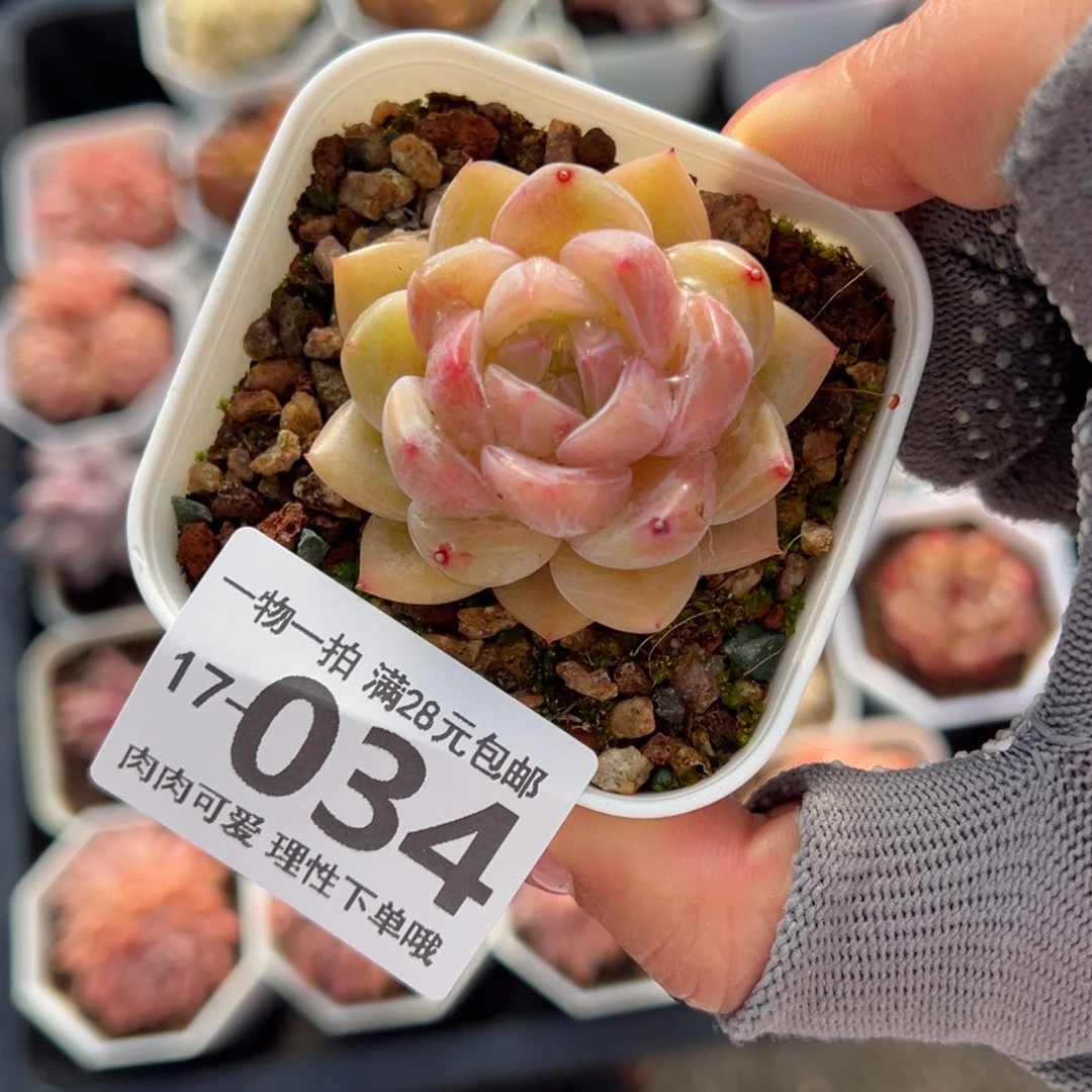 璇玑多肉多肉多肉多