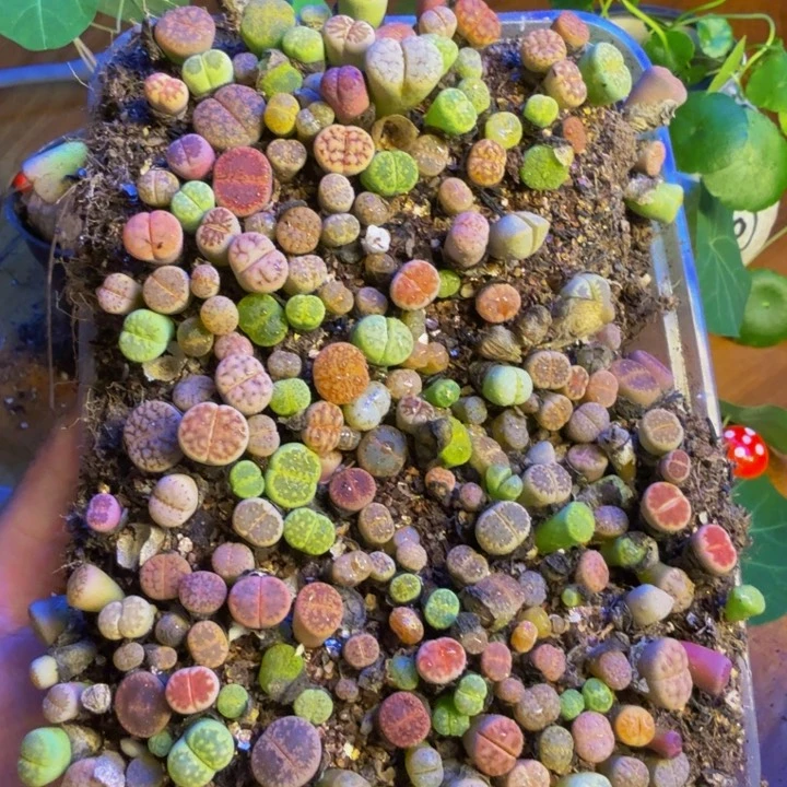 旺*多肉植物和野生植物28