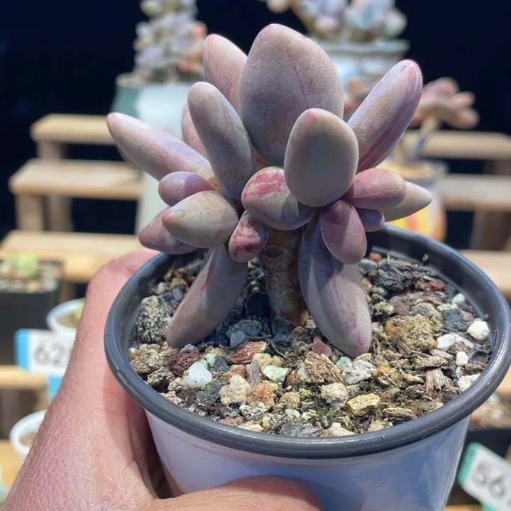 红手指红拉丝锦500号的多肉啊啊