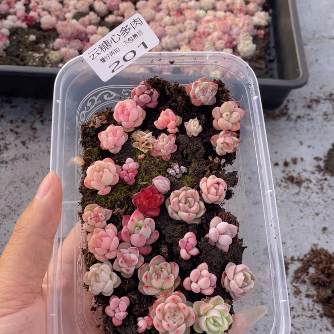 云糖心多肉植物201