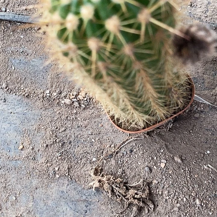 小不知名毛花35678888