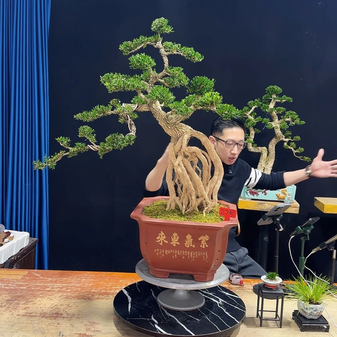 黄杨室内室外盆景艺术