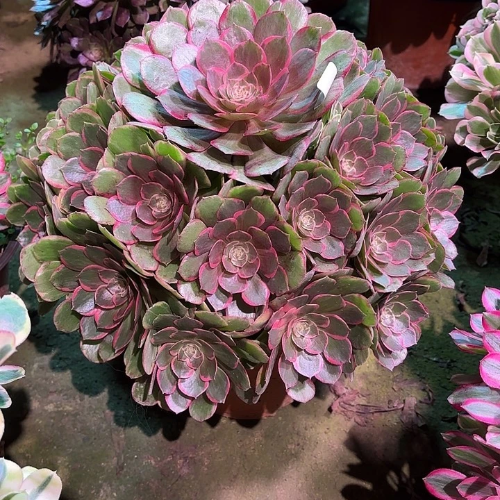 多肉植物粉花妖818