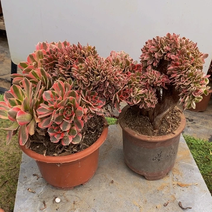 完全开放1281号粉女巫➕女神多肉1颗