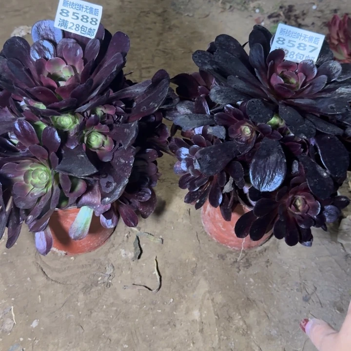 艾****姐8588/8587两个凤冠二号棚M