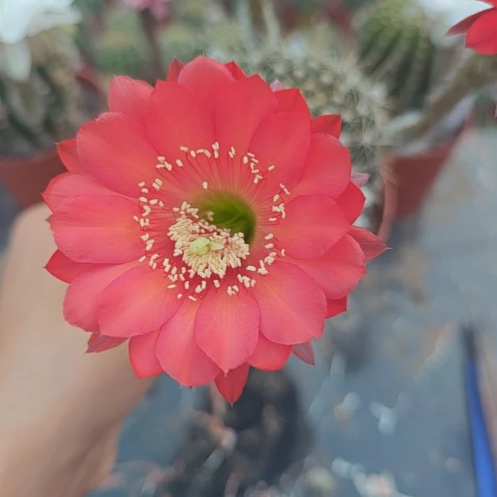 44号实生彩草，球小瑕疵一物一拍，脱土摘花发货，满20包邮