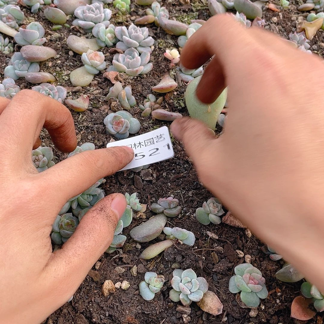 温***C多肉植物多肉植物521