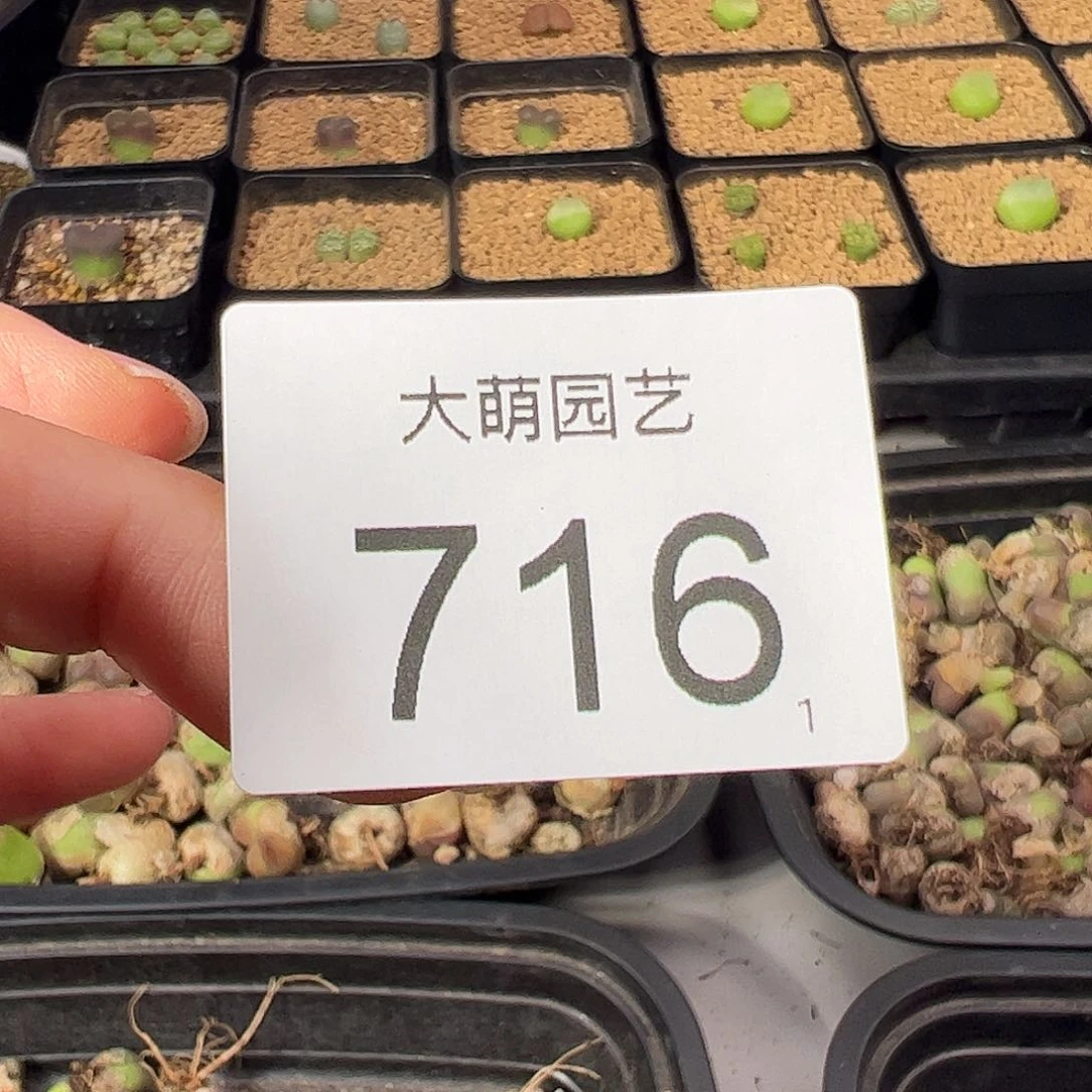 菲***菲一物一拍         716