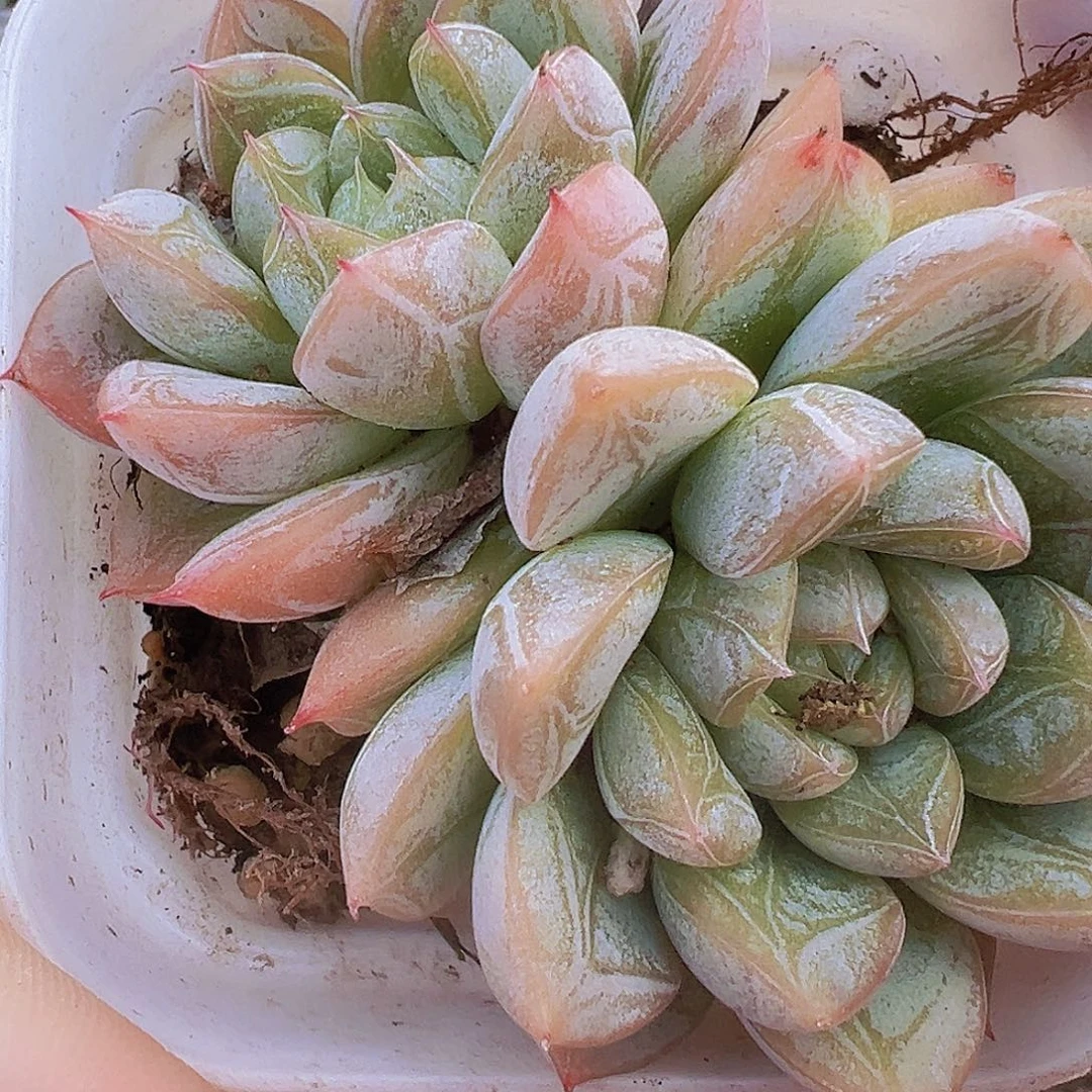 双头百达翡翠19包邮多肉